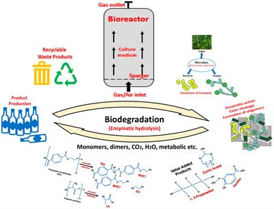 Potential Use of Microbial Enzymes for the Conversion of Plastic Waste Into Value-Added Products: A Viable Solution